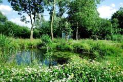 De Zwollemoer Drunen - poel