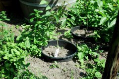 De Zwollemoer Drunen - walnotenboompje