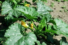 De Zwollemoer Drunen - courgette