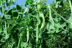 De Zwollemoer Drunen - erwtjes