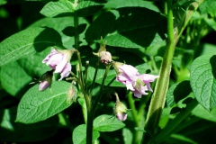 De Zwollemoer Drunen - aardappels