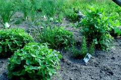 De Zwollemoer Drunen - kruidentuin