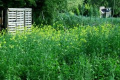 De Zwollemoer Drunen - (tijdelijke) natuur