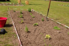 Duizendpoot Vlijmen - aanplant kruiden Duizendpoot Vlijmen - aanplant kruiden