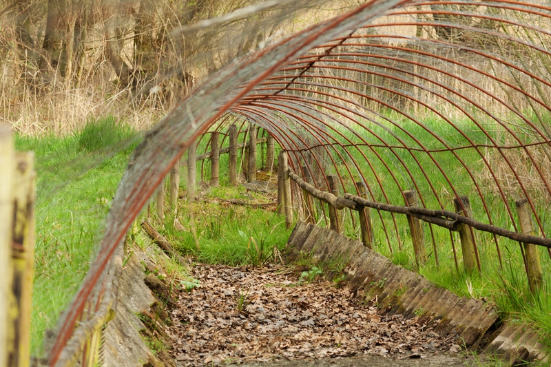 Een van de vangpijpen van de eendenkooi in de Zooislagen