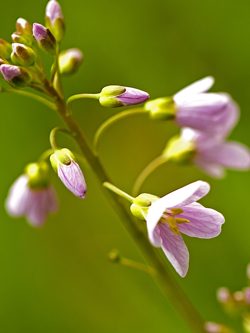 Een vroege pinksterbloem