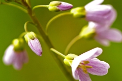 Sompen en Zooislagen