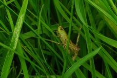 Wekkertje, een veldsprinkhaan