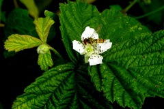 Braam met zweefvlieg