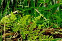 Smalbladige stekelvaren