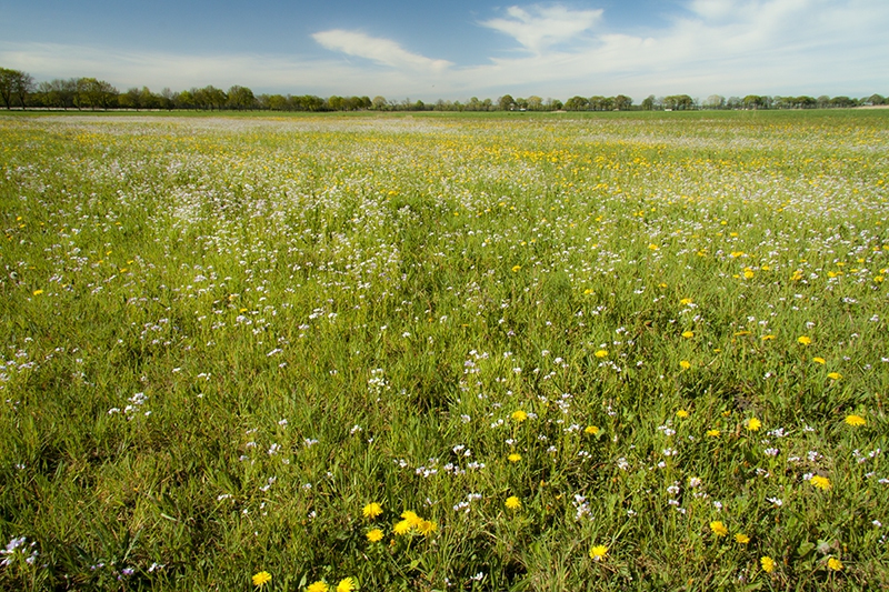 Bloemrijk grasland