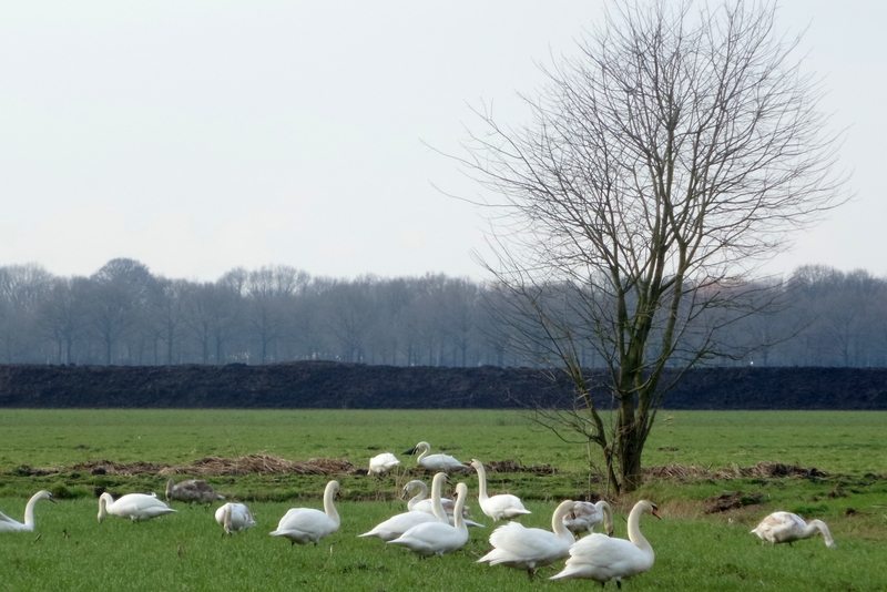Een mooi gezicht, al die zwanen