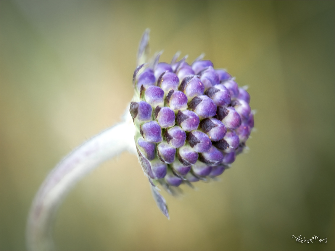 Blauwe knoop