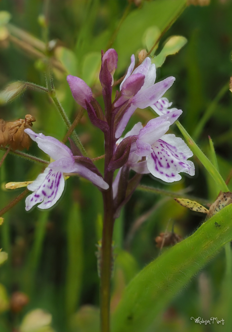 Gevlekte orchis