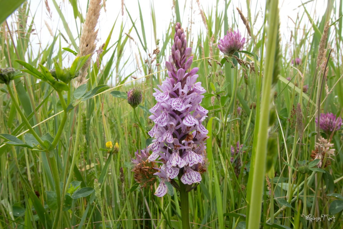 Rietorchis