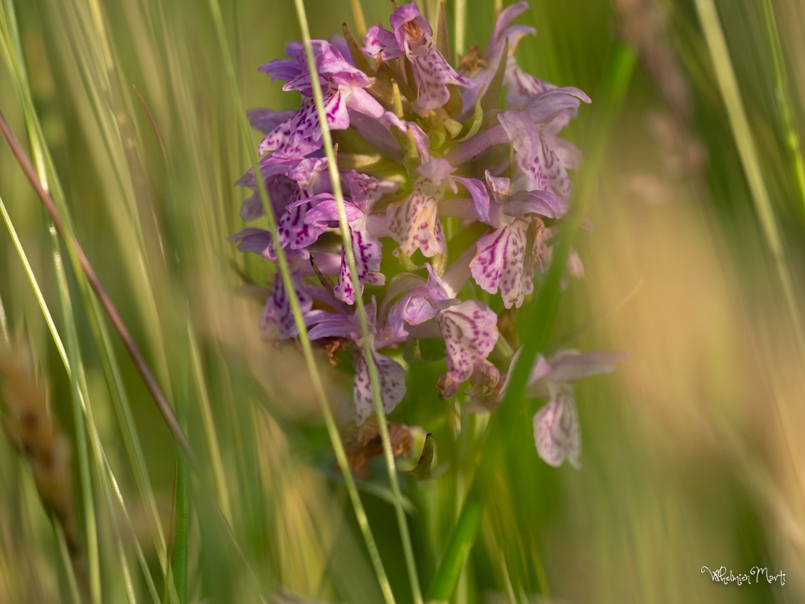 Rietorchis
