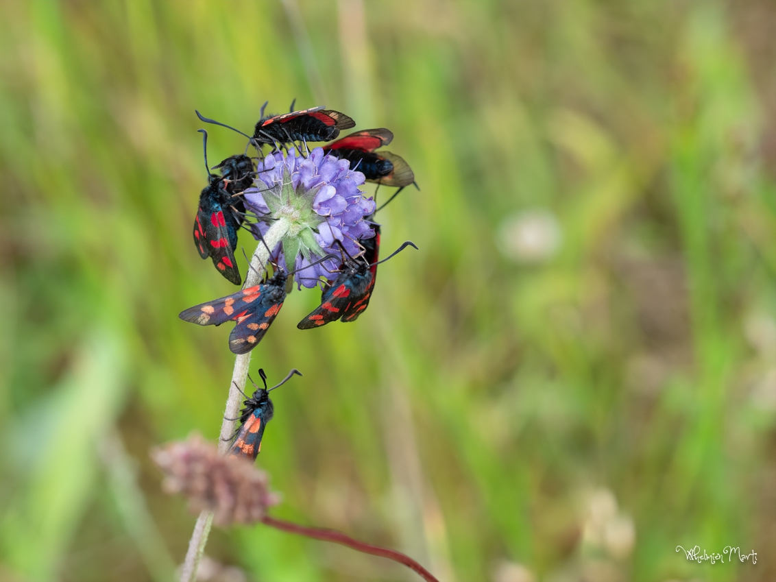 St Jansvlinder op blauwe knoop