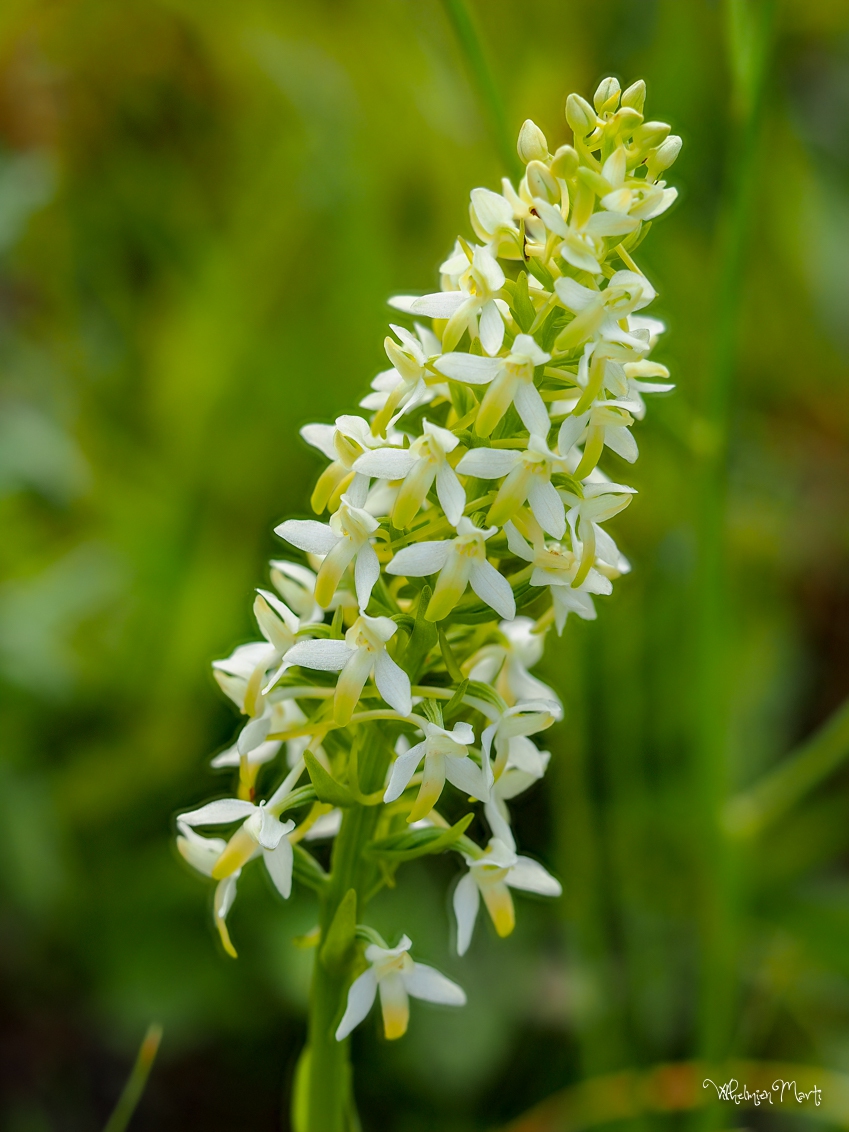 Welriekende nachtorchis