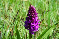 Breedbladige rietorchis