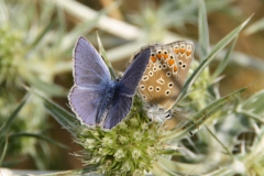 Kruisdistel met icarusblauwtje