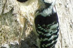 Kleine bonte specht, vrouw