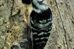 Kleine bonte specht, man