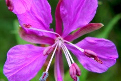 Knikkend wilgeroosje