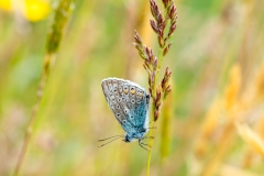 Icarusblauwtje
