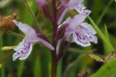 Gevlekte orchis Gevlekte orchis