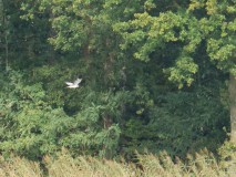 Blauwe kiekendief man