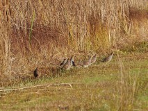 Patrijzen - 8 stuks!