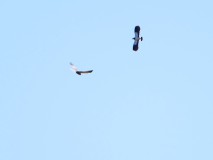 Bruine kiekendief man met kievit