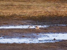 Drie kleine plevieren