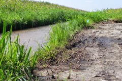 Blues in the Marshes