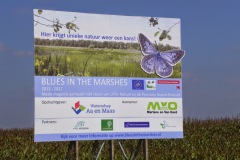 Blues in the Marshes