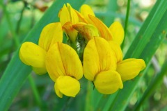 Blues in the Marshes - Moerasrolklaver