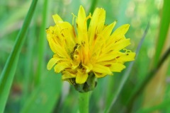 Blues in the Marshes - Gewoon biggenkruid