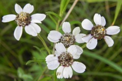 Blues in the Marshes - Wilde bertram