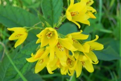 Blues in the Marshes - Grote wederik