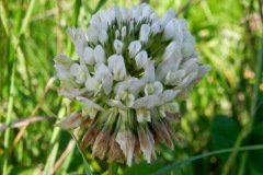 Blues in the Marshes - Witte klaver