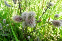 Blues in the Marshes - Hazepootje