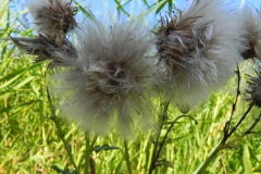 Blues in the Marshes - Knikkende distel