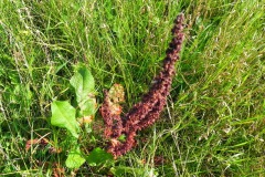 Blues in the Marshes - Ridderzuring