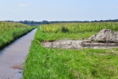 Blues in the Marshes