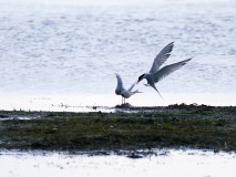 Visdiefjes -  mogelijk een koppeltje