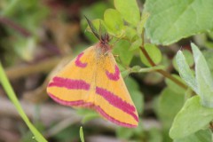 Zuringspanner Zuringspanner