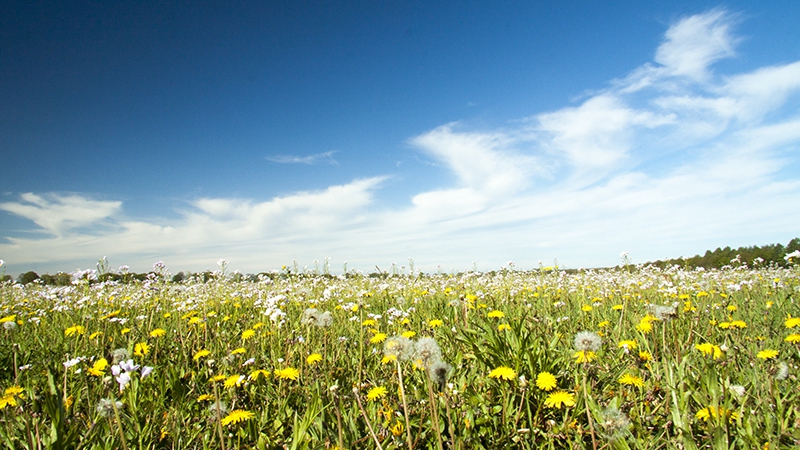 Paardenbloemen en een enkele pinksterbloem