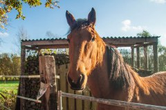 Samentuinen Samentuinen