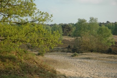 Tgv lintje voor Cees van der Meijden