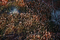 Tgv lintje voor Cees van der Meijden